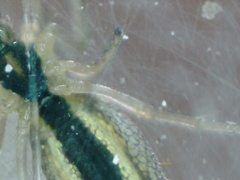 Tetragnatha pinicola