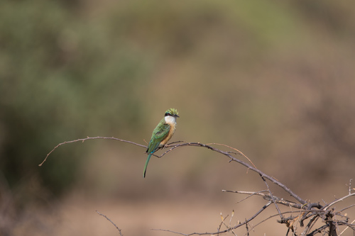 Somali Bee-eater (Merops revoilii), photo 10
