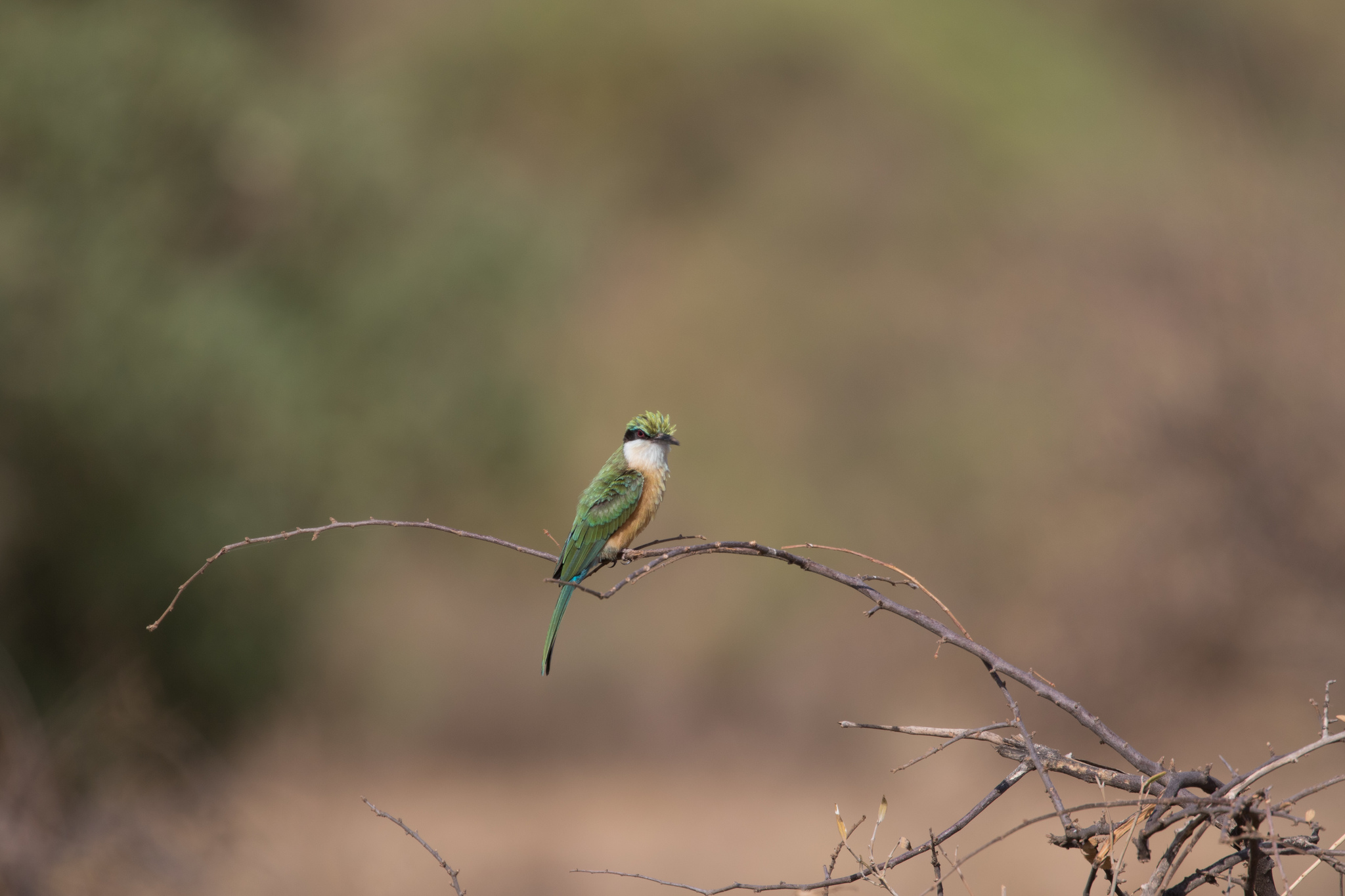 Somali Bee-eater (Merops revoilii), photo 1