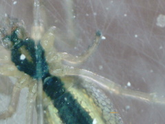 Tetragnatha pinicola