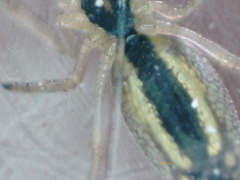 Tetragnatha pinicola