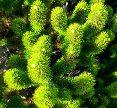 Aspalathus alopecurus