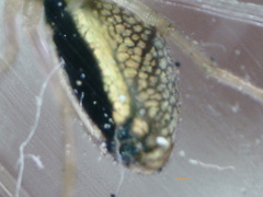 Tetragnatha pinicola