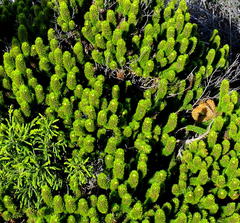 Aspalathus alopecurus