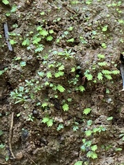 Fissidens bushii