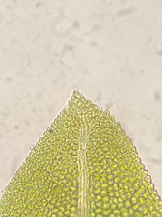 Fissidens bushii