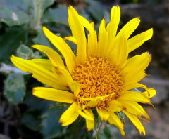 Berkheya coriacea