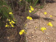 Osteospermum junceum