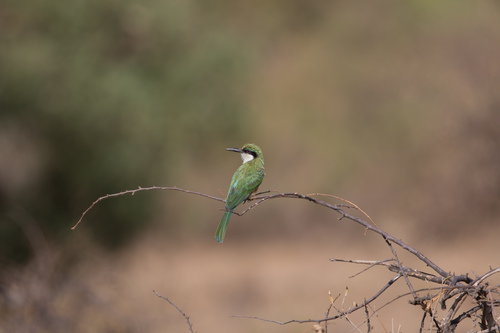Somali Bee-eater (Merops revoilii), photo 8