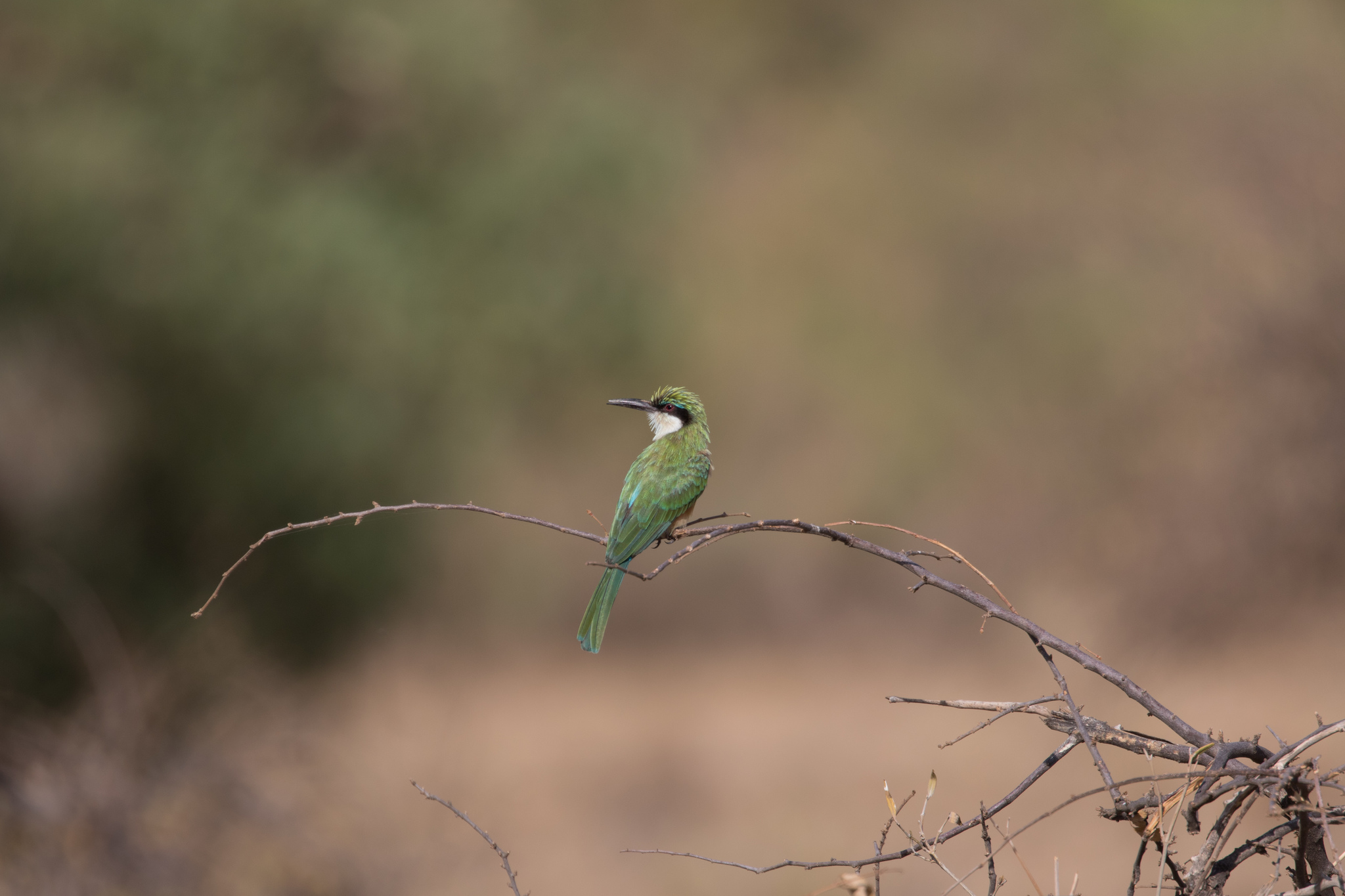Somali Bee-eater (Merops revoilii), photo 6