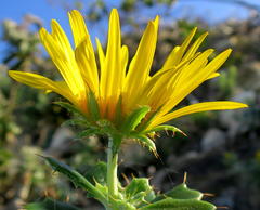 Berkheya coriacea