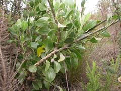 Osteospermum junceum