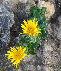 Berkheya coriacea