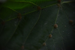 Eriophyes exilis