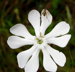 Silene undulata undulata