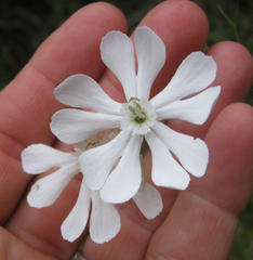 Silene undulata undulata