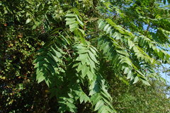 Ailanthus altissima