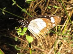 Amauris ochlea ochlea