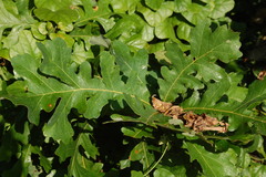 Quercus macrocarpa