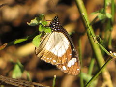 Amauris ochlea ochlea