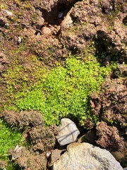 Solenostoma gracillimum