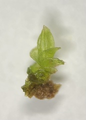 Solenostoma gracillimum