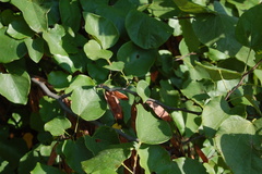 Cercis canadensis