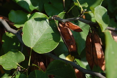 Cercis canadensis
