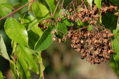 Zanthoxylum clava-herculis