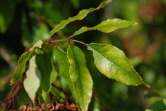 Zanthoxylum clava-herculis