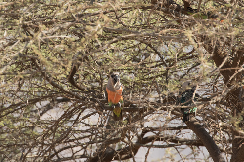 Red-bellied Parrot (Poicephalus rufiventris), photo 10