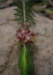 Passerina falcifolia
