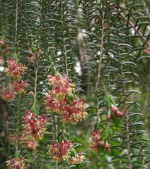 Passerina falcifolia