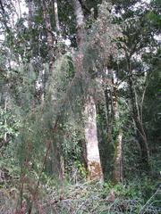 Passerina falcifolia