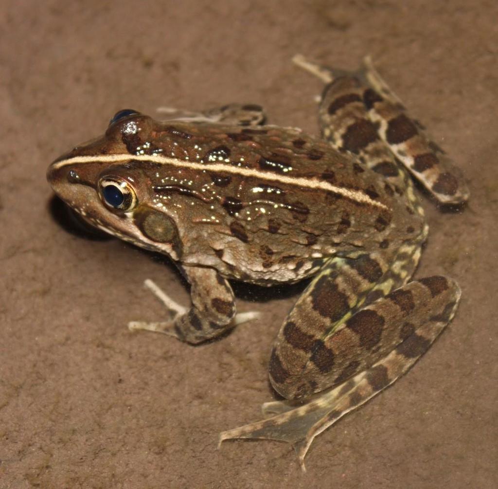 Cape Riverfrog Complex
