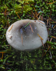 Russula stuntzii
