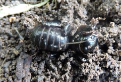 Stenopelmatus minor