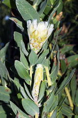 Protea lacticolor