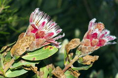 Protea lacticolor