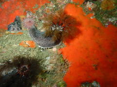 Pentacta doliolum