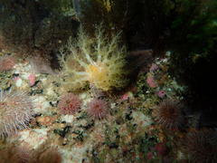Pentacta doliolum