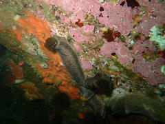 Pentacta doliolum
