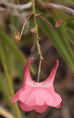 Diascia capsularis
