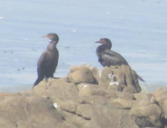 Microcarbo coronatus