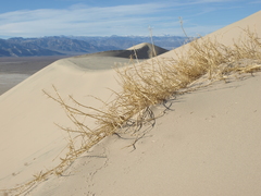 Swallenia alexandrae