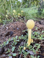 Leucocoprinus birnbaumii image