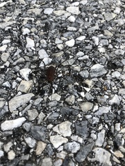 Hadrobunus maculosus