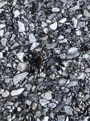 Hadrobunus maculosus