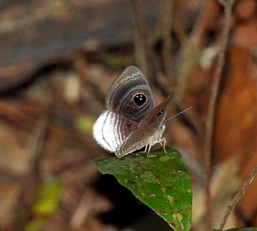 Mesosemia lacernata