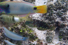 Halichoeres margaritaceus